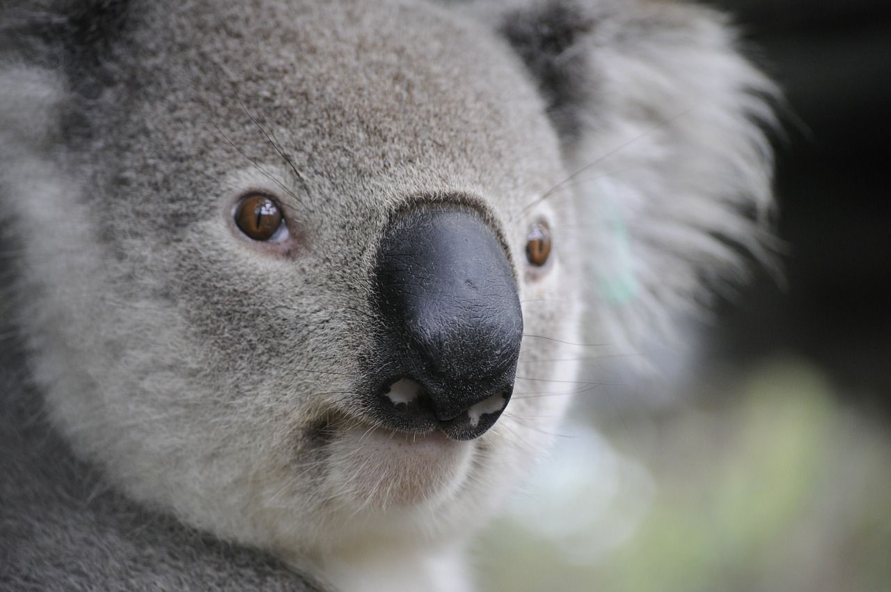 Closeup of a Koala