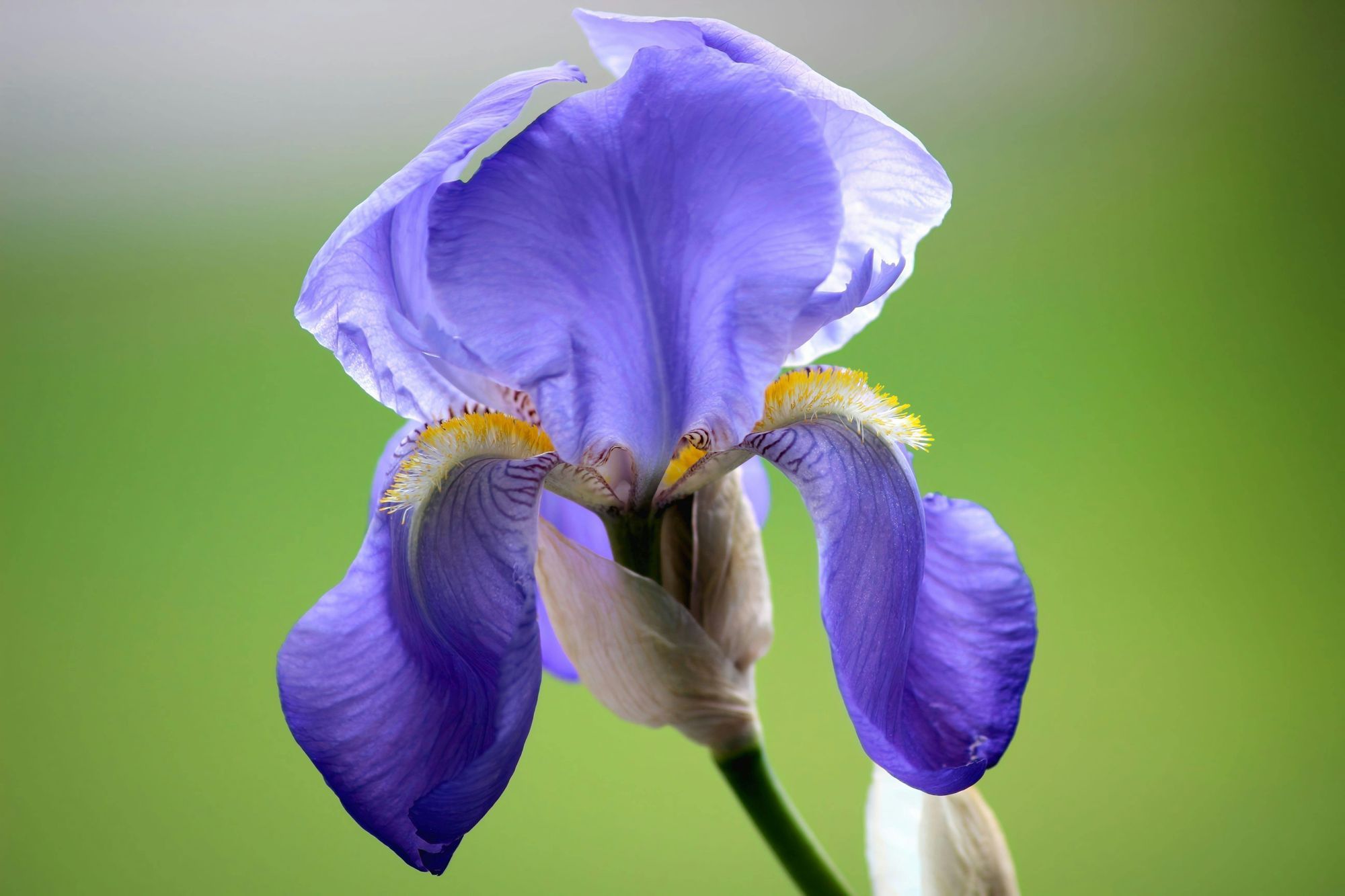 How to Build a Quantum AI Model for Predicting Iris Flower Data with Python